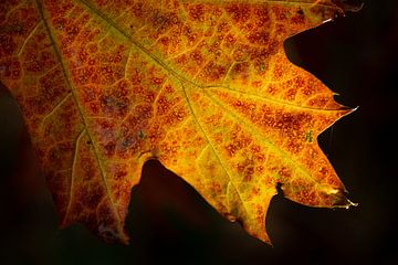 herfstblad close- up met duidelijke aderen van Eline Oostingh