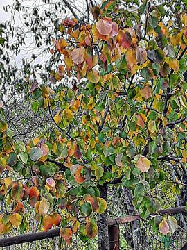 Abrikozenboom verandert van kleur van Dorothy Berry-Lound