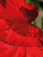 Flamenco Poppy 01 | Picture