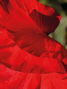 Flamenco Poppy 01 | Picture van Yvonne Warmerdam