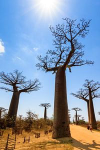 Baobab tegenlicht van Dennis van de Water