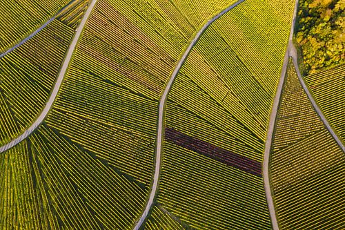 Une vue d'ensemble des vignobles de Stuttgart sur Werner Dieterich