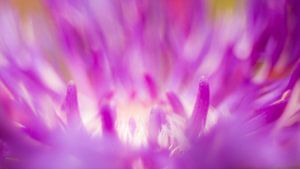 purple flames