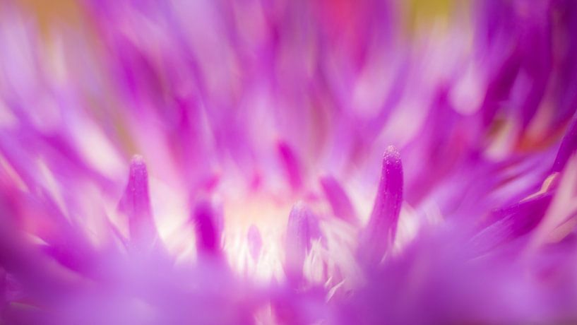 purple flames by Maja Ooms