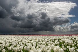 White Tulips under a truly Dutch cloudy sky by Gert Hartman