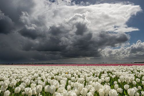 Witte Tulpen onder een echte Hollandse wolkenlucht