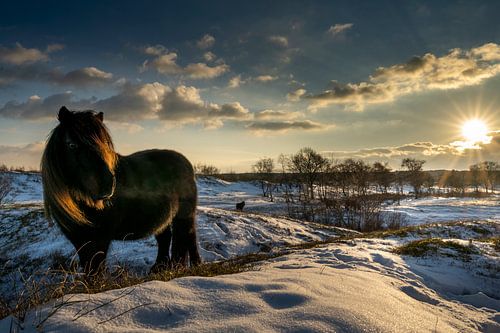 Poney Shetland dans les Zeepeduinen, Zélande