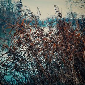 paysage hivernal aux Pays-Bas sur Ineke Huizing