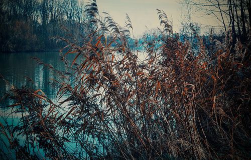 paysage hivernal aux Pays-Bas sur Ineke Huizing