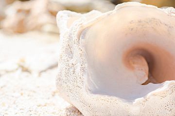 Schelp op het strand van Aruba van What I C