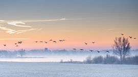 De koude wintermorgen