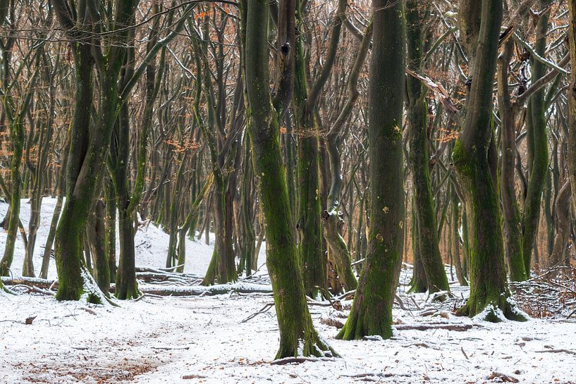 Speulderbos von Frederik van der Veer