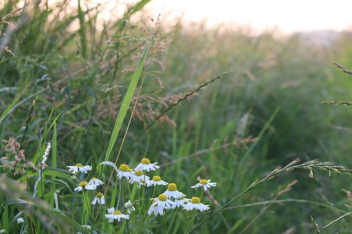 Polder landscape