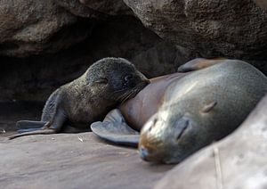 Pelsrob met jong - New Zealand fur seals van Jeroen van Deel