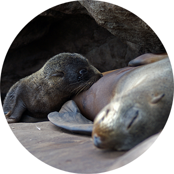 Pelsrob met jong - New Zealand fur seals van Jeroen van Deel