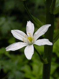 Schoonheid van Sasja Giezenberg