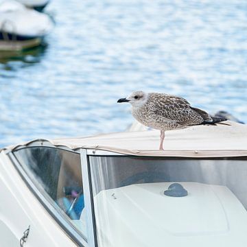 Seagull on a boat in the port of Krk in Croatia by Heiko Kueverling