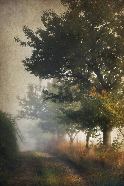 Tree Lined Track by Dan Courtice
