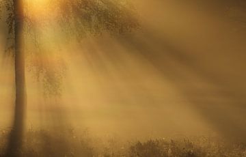 Mystical lights by Hans Koster