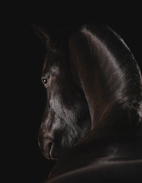 Fine Art Porträt schwarzes Pferd von Yvonne van de Kop
