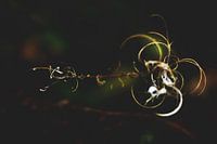 Style my Home series by Liberty Ragazza Biesma