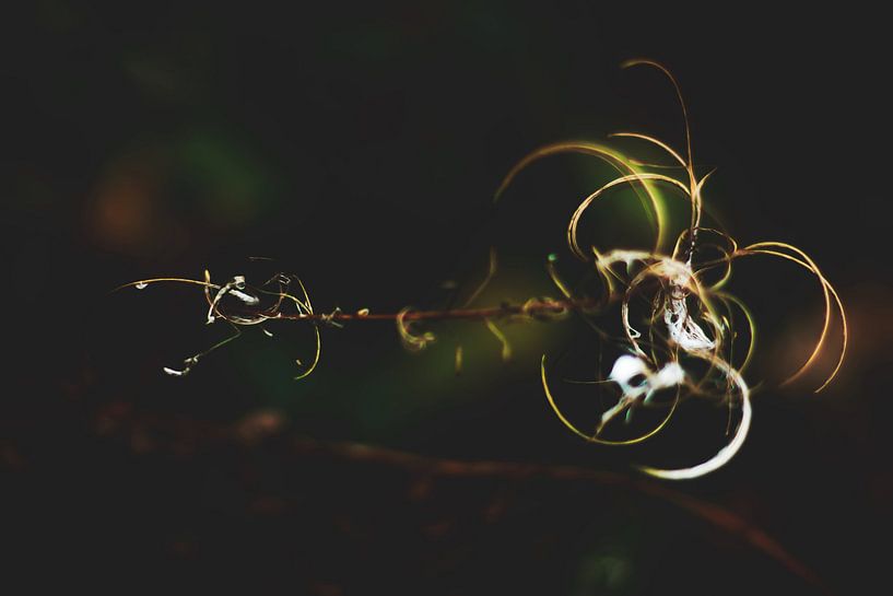 Style my Home series by Liberty Ragazza Biesma by Liberty Biesma