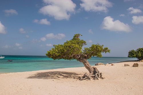 Dividivi tree on the beach of Aruba
