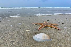 Zeester en schelp aan de rand van de branding van Theodor Decker