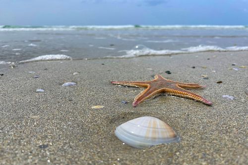 Zeester en schelp aan de rand van de branding