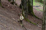 Barbary Macaque want to eat by Jaap Mulder thumbnail