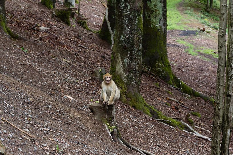Barbary Macaque want to eat by Jaap Mulder