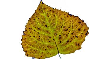 Buntes Herbstlaub auf weißem Hintergrund