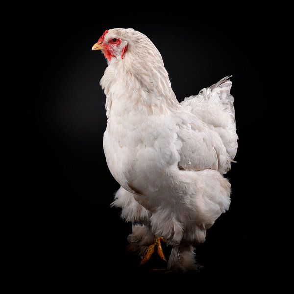 Photo d'un poulet blanc sur fond noir par Florence Schmit