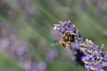 Insect op lavendel van Ulrike Leone