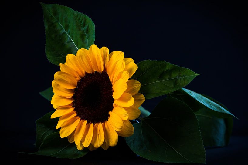 Zonnebloem van Sabina Meerman