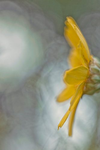 Bokeh stijl