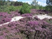 Heide in de duinen van Pieter Korstanje thumbnail