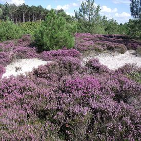 Heide in de duinen van Pieter Korstanje