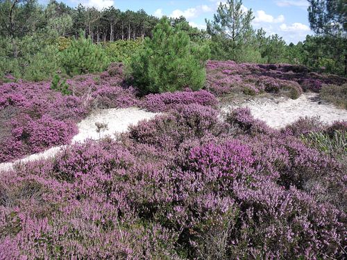 Heide in de duinen