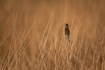 moerasvogel in het riet