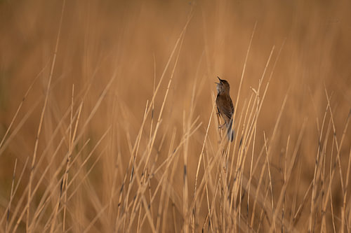 wetland bird in the reeds