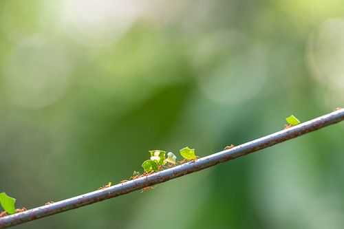 Fourmi coupeuse de feuilles