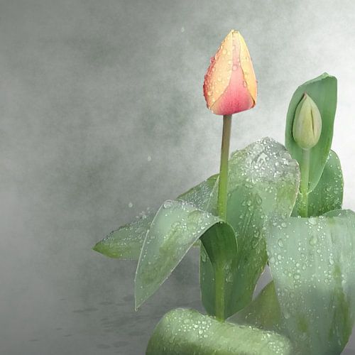 Tulpen in donkere mist en regen