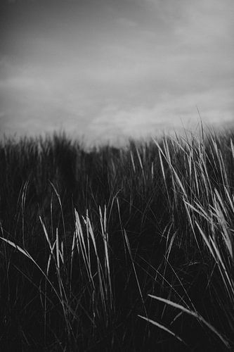 Stoere zwart wit detail foto van de duinen op Ameland