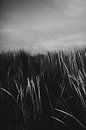 Stoere zwart wit detail foto van de duinen op Ameland van Holly Klein Oonk thumbnail