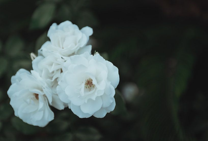 White botanical love | Travel photography fine art photo print | Greece, Europe by Sanne Dost