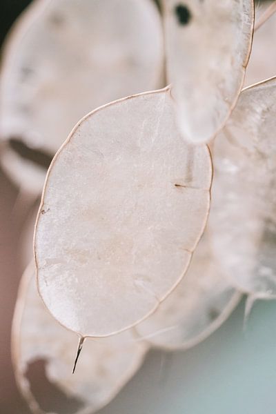 Zaad dozen in de herfst van Lindy Schenk-Smit