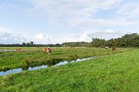 Dutch landscape with cows