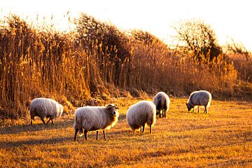 Moutons au soleil couchant dans la réserve naturelle de Meijendel sur MICHEL WETTSTEIN