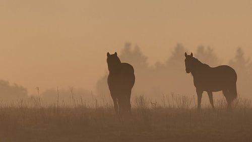 Paarden in het gouden uur